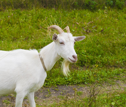 white goat in the village