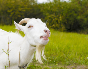 Obraz premium white goat in the village