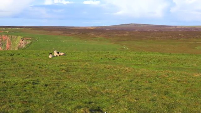 Panning shot as sheep sit along the beautiful northern coastline of Scotland.