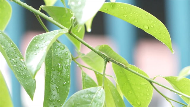 Green caterpillar on Ylang-Ylang twig while rain drop