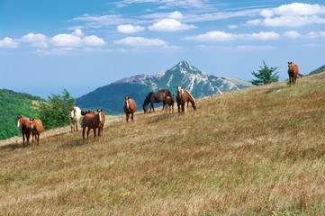 Fototapeta na wymiar Mountain pasture with horses