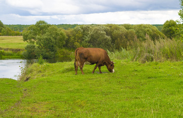 cow grazing