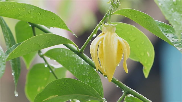 Petal of Climbing Ylang-Ylang, Manorangini, Hara-champa, Kantali champa,a tropical flower in Thailand,on wooden background
