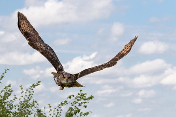 Eagle owl in flight with blue cloudy sky as background.