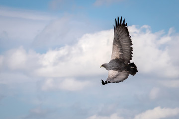 Chilean Blue Eagle in flight with blue cloudy sky as background.