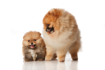 Pomeranian Spitz dog with his puppie