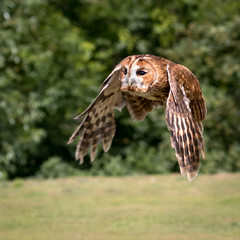 Tawny owl in flight with green foliage background