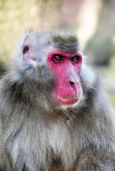 macaque portrait