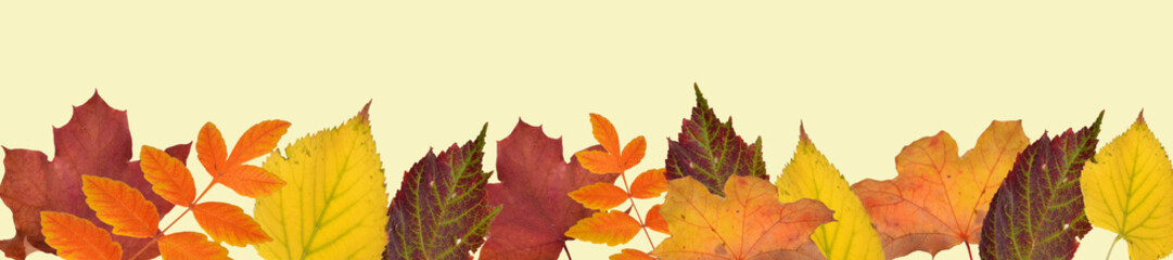 fallende blätter, goldener herbst