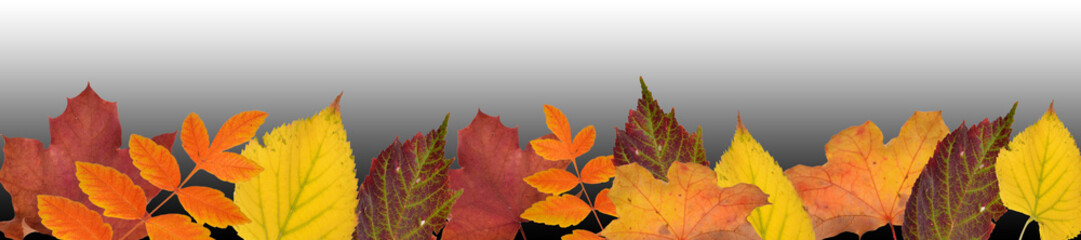 fallende blätter, goldener herbst