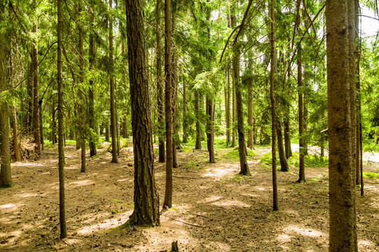 Bäume im Wald