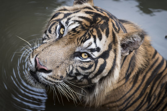 Endemic Sumatran Tiger