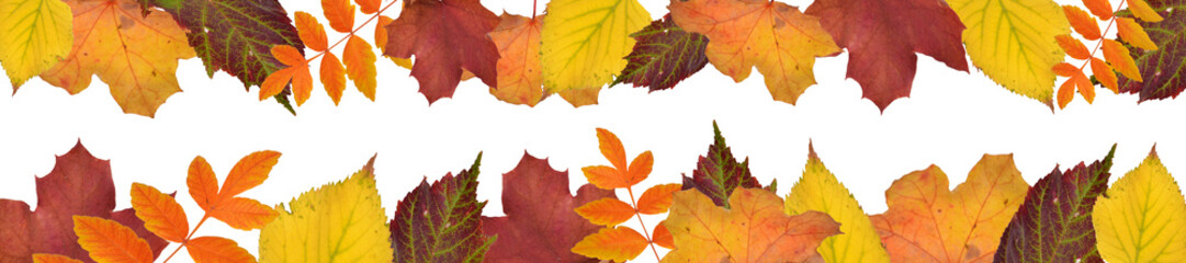 fallende blätter, goldener herbst