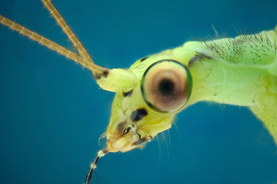 Microfotografia de la cabeza de una crisopa realizada con la tecnica del apilado de imagenes