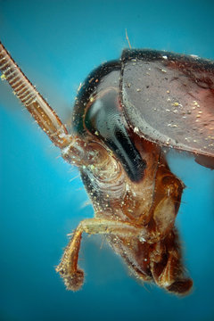 Microfotografia de la cabeza de una cucaracha realizada con la tecnica del apilado de imagenes