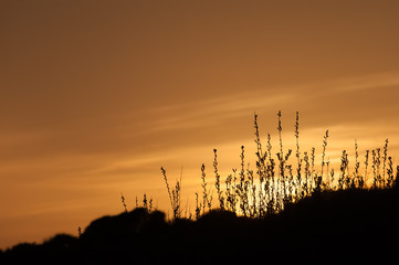golden sunset over countryside vegetation