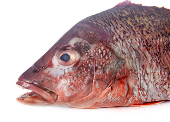 red snapper