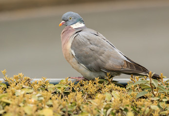 Big gray dove with orange beak