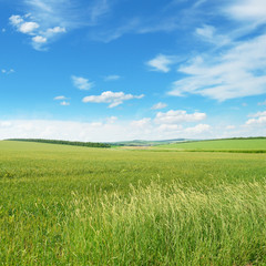 Obraz premium spring meadow and blue sky