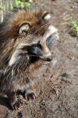 Racoon Dog