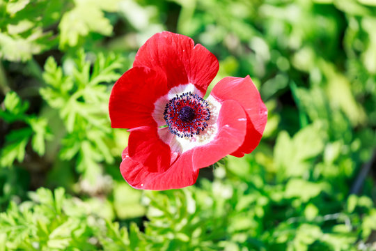 Top view on red ripe anemone
