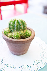 Cactus plant on white paper table