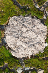 Dry cow dung  on among green moss