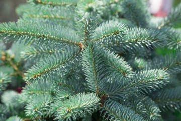 Naklejka na ściany i meble Close up of a blue spruce tree