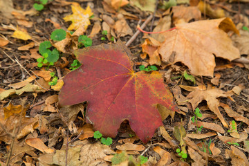 Close up of leaves