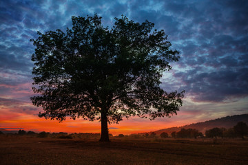 oak tree at sunset in autumn