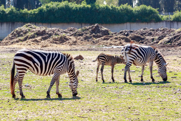 Zebras family with foal