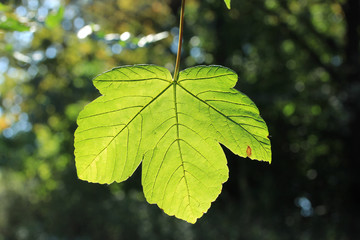 leaf