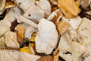 Dry leaves
