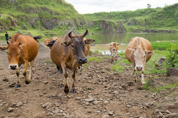 Vietnam cow comeback home on mountain in summer