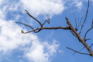 branche sèche sur fond de ciel 