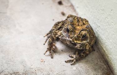 Asian toad