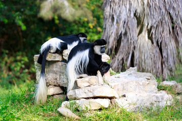 Two colobus monkeys