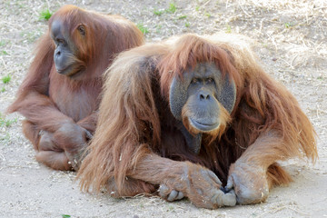 Orangutans family