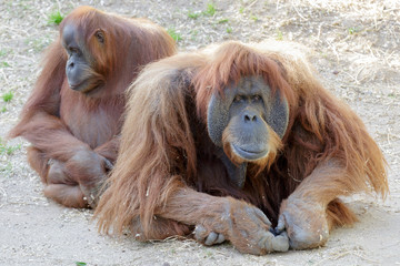 Obraz premium Orangutans family