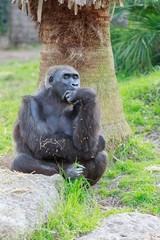 Thinking gorilla