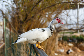 White duck with red face and orange legs