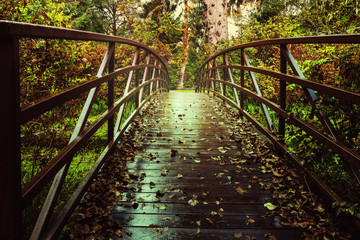 Boardwalk in forest