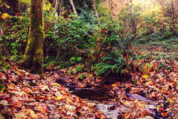 Creek in forest