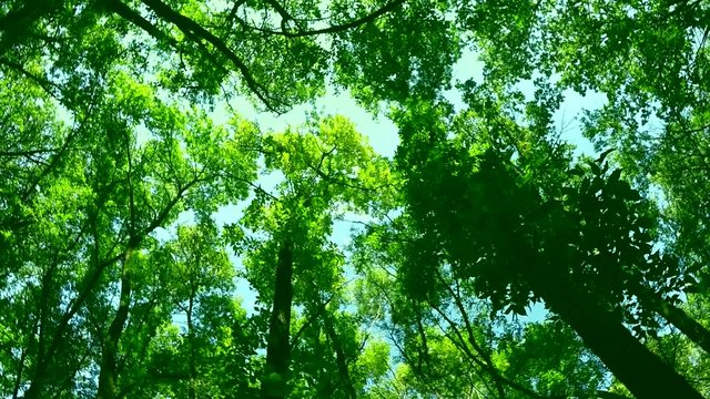 reen forest