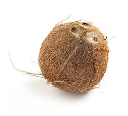 coconut on a white background
