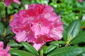 pink rhododendron flowers