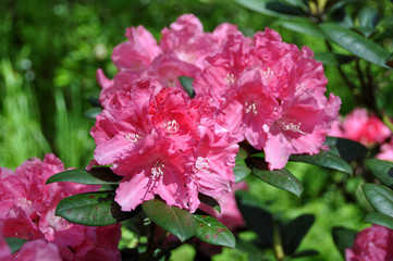 pink rhododendron flowers