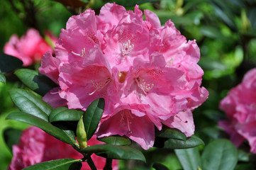 Fototapeta premium pink rhododendron flowers