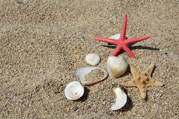 Fototapeta na wymiar Seastars and shells on beach