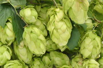 Hopfen Pflanze Nahaufnahme als Hintergrund 